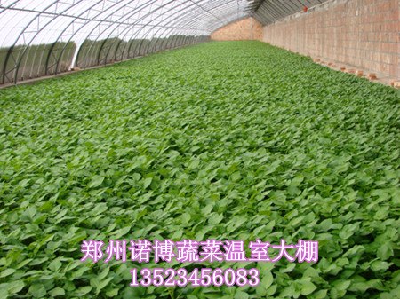 育苗温室大棚，无公害育苗大棚，郑州专业建造