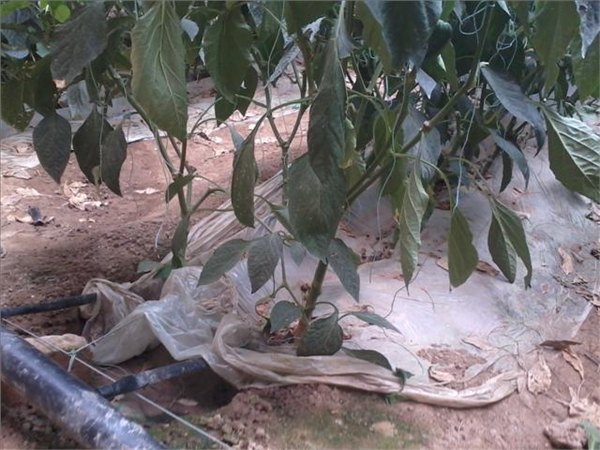 黄瓜大棚膜下滴灌技术