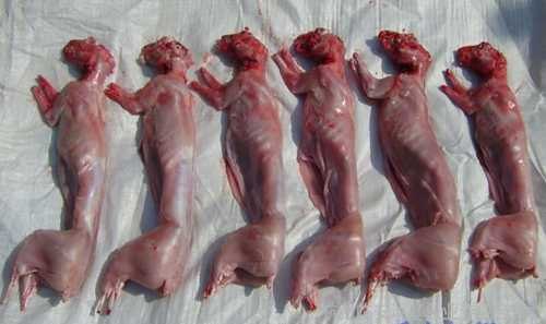 济宁兔肉价格_全国兔肉哪家好