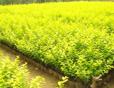 樱花种植基地||海棠种植基地||金叶女贞种植基地