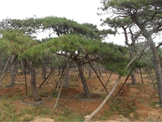 便宜的造型景松，哪里有卖