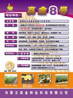 玉米种子批发