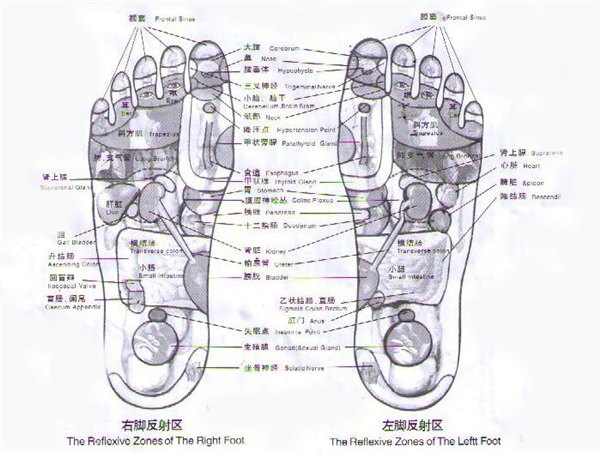 穴位图解袜