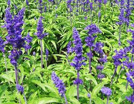 宿根花卉种植||山东宿根花卉@宿根花卉基地-李珊