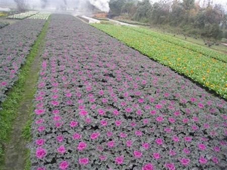 羽衣甘蓝种植基地 羽衣甘蓝价格 羽衣甘蓝批发