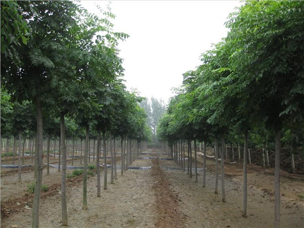 宾州白蜡，4公分宾州白蜡，5公分宾州白蜡，预定特