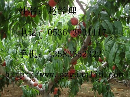 【青州专业的映霜红桃供应】