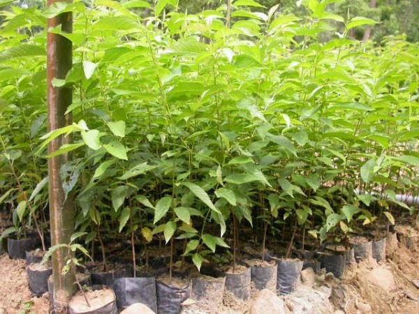 信誉好的樱花苗哪里有供应