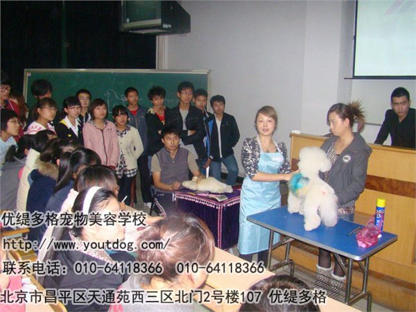 北京专业宠物狗美容培训技巧讲解