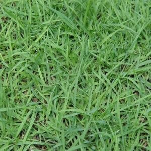 巢湖草坪【专业供应】巢湖草坪绿化,巢湖草坪种植