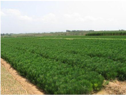 山东黑松小苗，自家种植油松，价格优惠