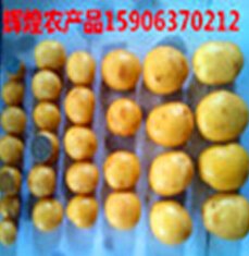山东滕州黄心迷你xiao小土豆批发价格400-090-5363