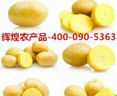 供应销售黄心迷你xiao小土豆小马铃薯供应商【400-090-5363