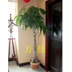 郑州供应绿植租赁服务的公司 万佳园艺供应绿植租赁