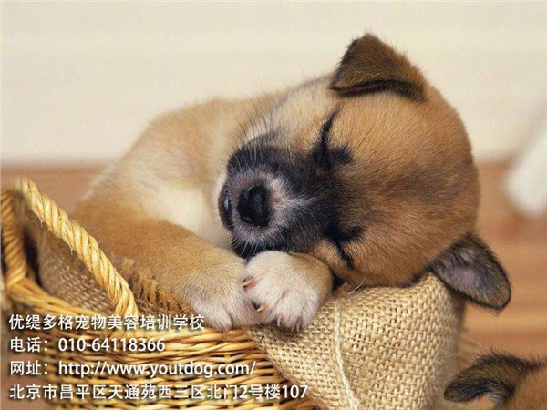 学C级宠物美容课程专注培养行业优秀人才,打造行业精英