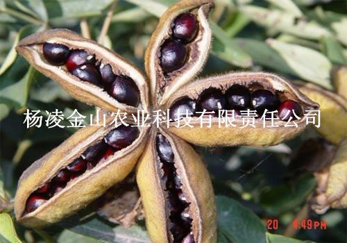 油用牡丹种苗
