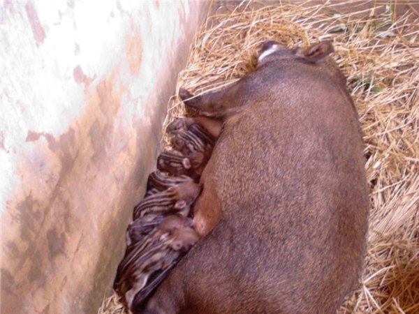 聊城优质的野猪种猪哪里有供应，供应野猪种猪