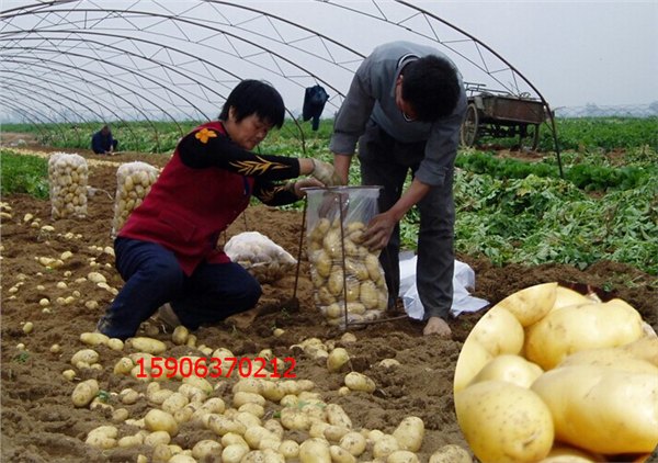 供应批发xiao小土豆百度最大批发商【400-090-5363】