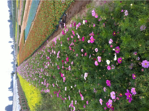 供应山东青州花卉市场