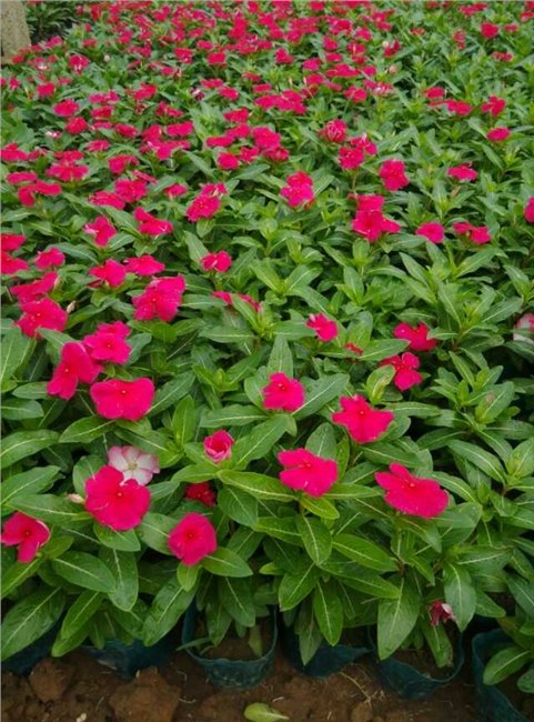 山东青州花卉市场