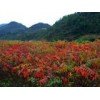 火炬树、低价火炬树、绿洲牌火炬树厂家直销
