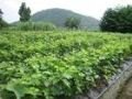 葡萄苗、葡萄苗价格、葡萄苗繁育基地