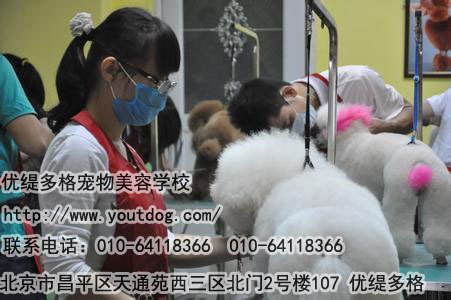 专业宠物狗美容学校优缇多格专业品牌