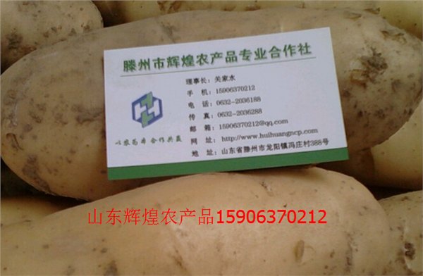 山东浙江上海批发黄心油炸迷你小马铃薯-辉煌农产品厂家供应