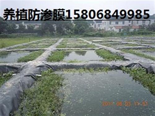 山东鱼池防渗膜厂家藕池鱼池防渗膜厂家常州鱼池防渗膜