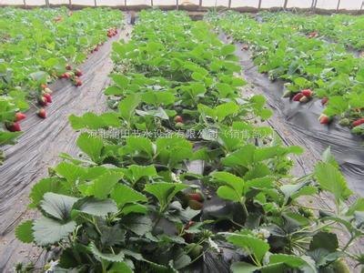 河北蔬菜膜下滴灌|河北衡水蔬菜膜下滴灌设备厂家优质供应