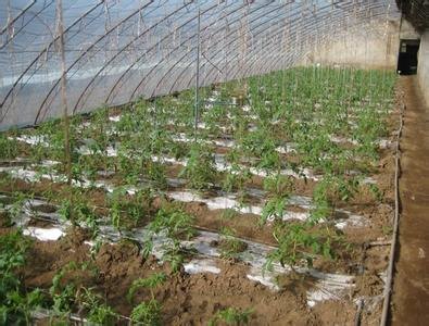 河北衡水大棚膜下滴灌|衡水蔬菜膜下滴灌厂家直销