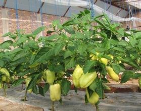 厂家优质供应河北巨鹿蔬菜大棚膜下滴灌|河北巨鹿