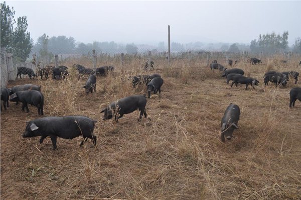 黑猪养殖场/山东黑猪养殖场/淄博黑猪养殖场/庆昌