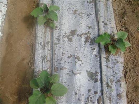 蔬菜膜下滴灌报价|河北衡水生态农业蔬菜膜下滴灌技术