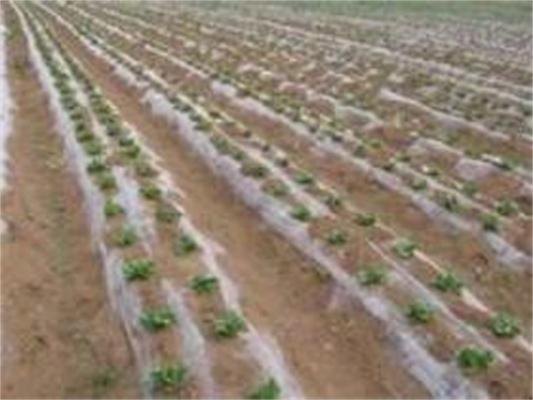 河北衡水蔬菜膜下滴灌厂家|河北膜下滴灌报价