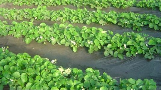 蔬菜膜下滴灌|河北邯郸厂家现货供应指导使用膜下滴灌