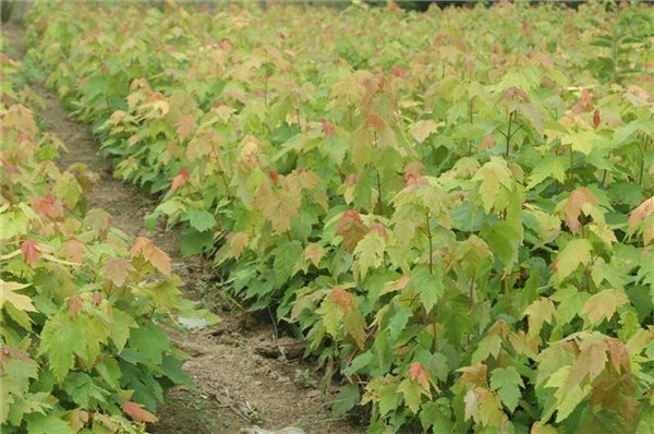 山东基地热销【红点红枫小苗】，质优价廉质量保证，