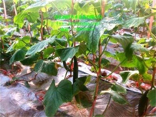 河北蔬菜膜下滴灌供应商机|河北衡水膜下滴灌厂家推荐