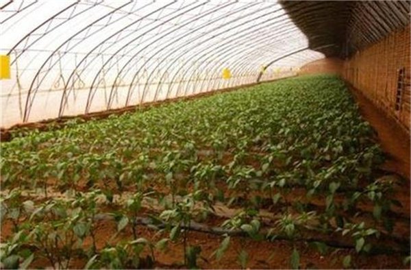 大棚蔬菜膜下滴灌图片|河北衡水膜下滴灌图片