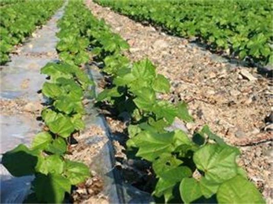 蔬菜膜下滴灌图片|河北邯郸优质蔬菜膜下滴灌使用