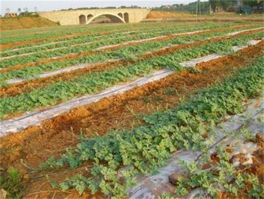 首选膜下滴灌厂家|河北邯郸膜下滴灌权威品质