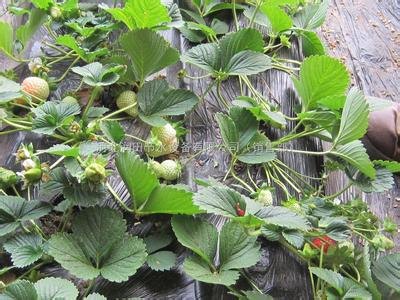蔬菜膜下滴灌规格使用|河北衡水蔬菜膜下滴灌设备