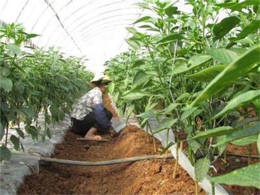 河北蔬菜膜下滴灌优质供应厂家|水肥一体化实施项目
