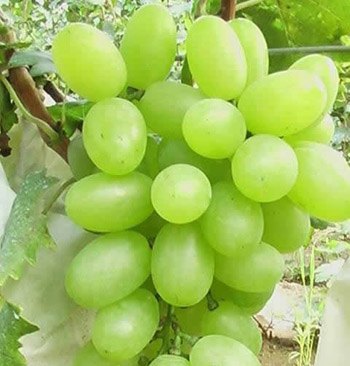 白罗莎葡萄苗——寿光市鑫瑞果蔬有限公司