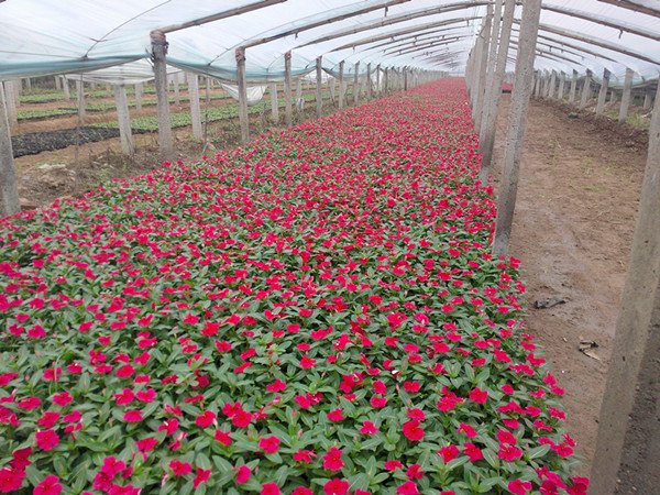 花卉基地提供优质的广场花卉、环保花卉为新年增添春