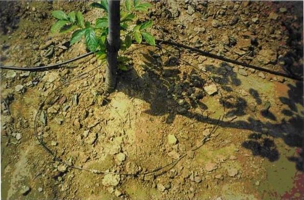 河南苹果果树滴灌小管出流供应厂家专业技术