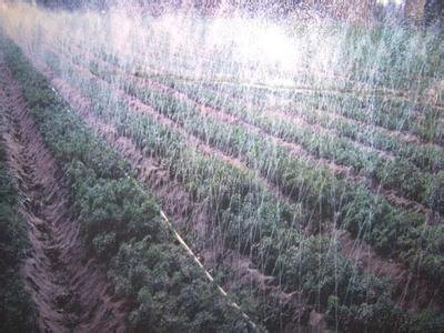 海南东方椰子大田优质微喷设备使用|厂家首选推荐