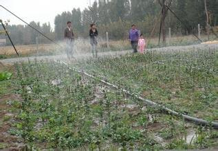 海南微喷价格|海南微喷厂家|生态农业微喷节水设备供应