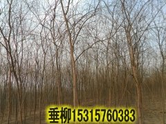 垂柳.山东垂柳小苗