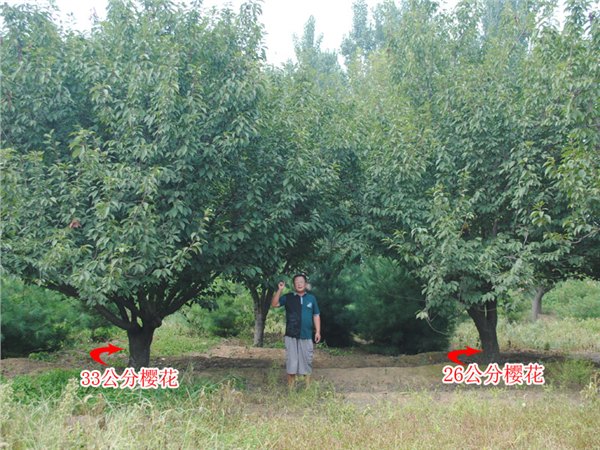 泰山樱花哪家好 泰山樱花报价